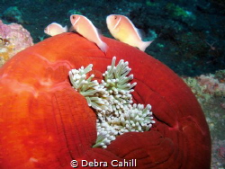Pink Anemonefish Bali Indonesia by Debra Cahill 